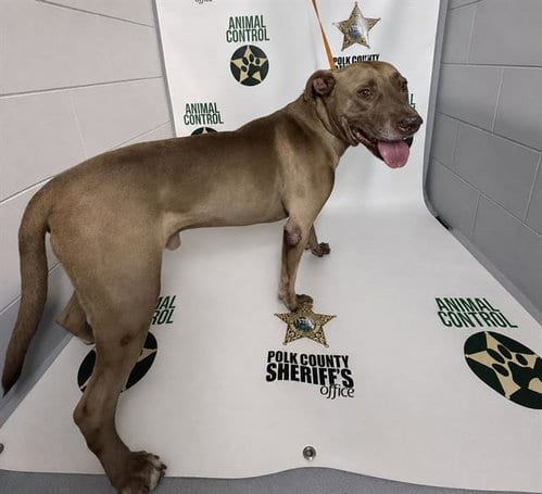 Photo of Riggs, adoptable Bulldog in Winter Haven, Florida