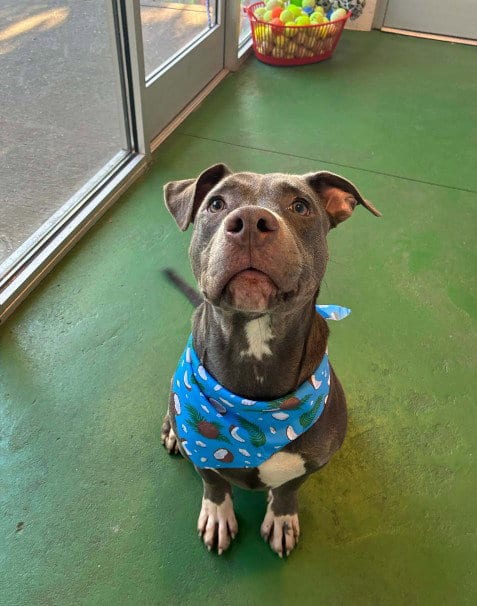 Photo of A524273, adoptable Pit Bull Terrier in Wilmington, North Carolina