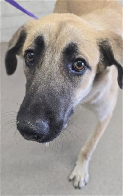Photo of Angelica, adoptable German Shepherd Dog in San Bernardino, California