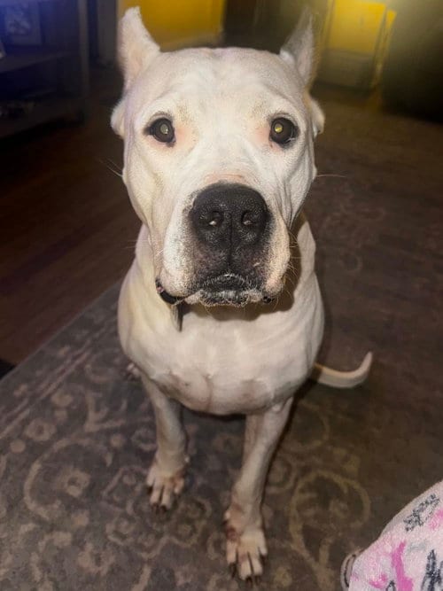 Photo of Ellie May, adoptable Dogo Argentino in Belleville, Michigan