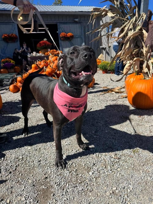 Photo of Bellisima, adoptable American Pit Bull Terrier in Germantown, Ohio