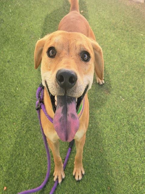 Photo of Copper, adoptable Labrador Retriever in Phoenix, Arizona
