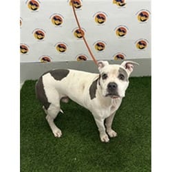 Photo of Blue, adoptable American Pit Bull Terrier in Land O'Lakes, Florida