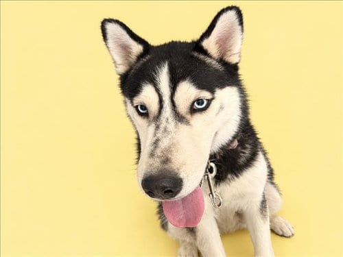 Photo of Ghoul, adoptable Siberian Husky in Los Angeles, California