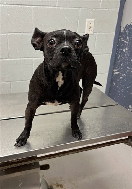 Photo of Bertillo, adoptable Chihuahua in Augusta, Georgia