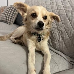 Photo of David, adoptable Chihuahua in New York, New York