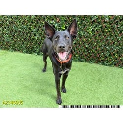 Photo of Count Barkula, adoptable Mixed Breed (Medium) in West Palm Beach, Florida