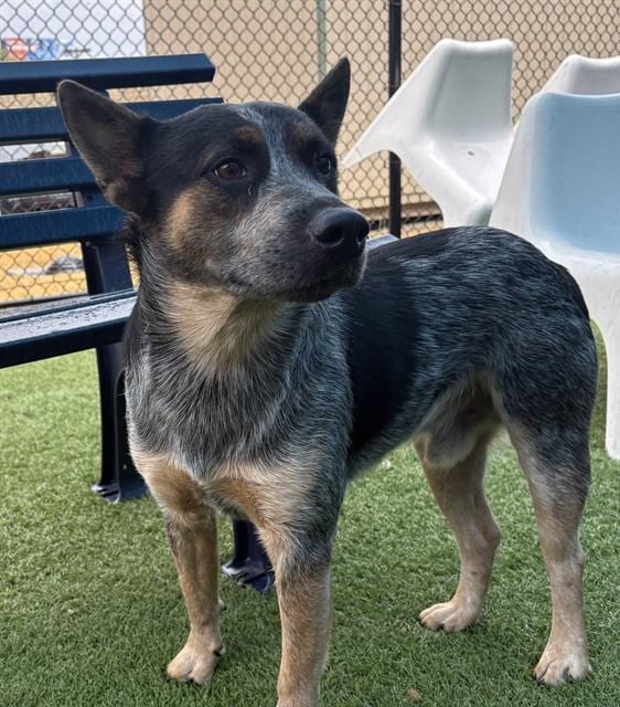 Photo of Teddy, adoptable Mixed Breed