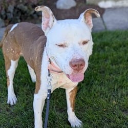 Photo of Bumper, adoptable Mixed Breed (Medium) in Syracuse, New York