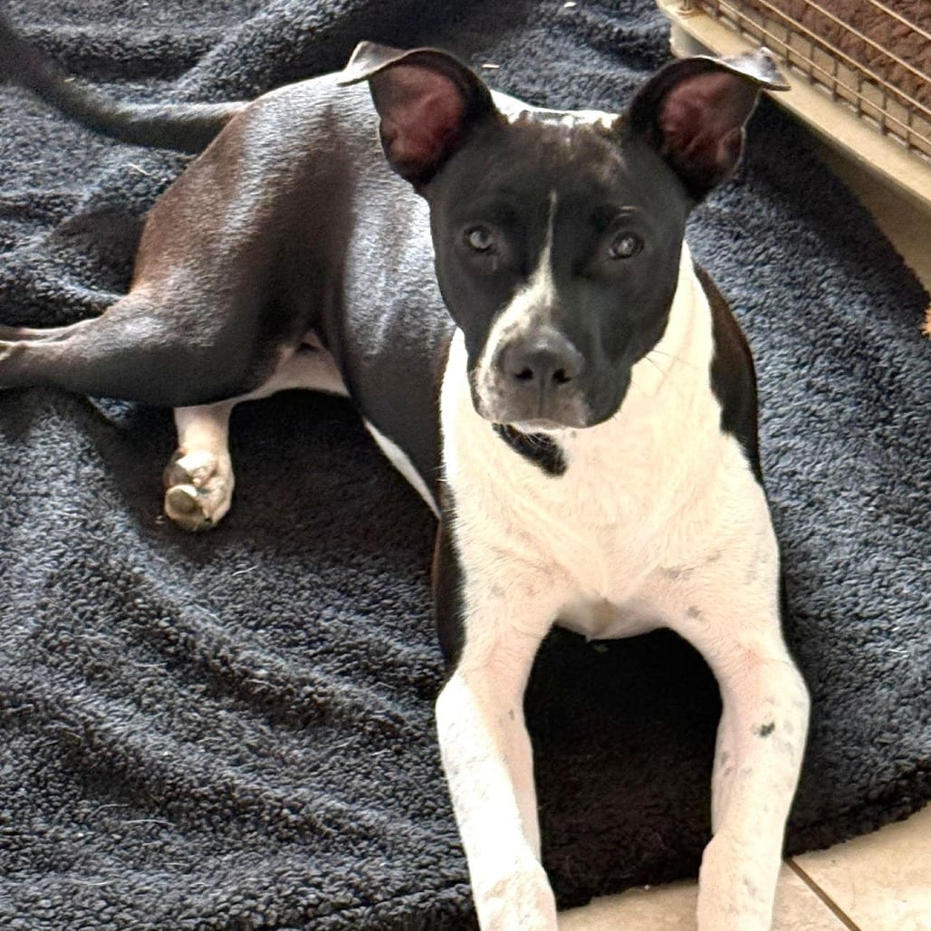 Photo of Cuddle Bug, adoptable Corgi, Cardigan Welsh / Mix in Weatherford, Texas