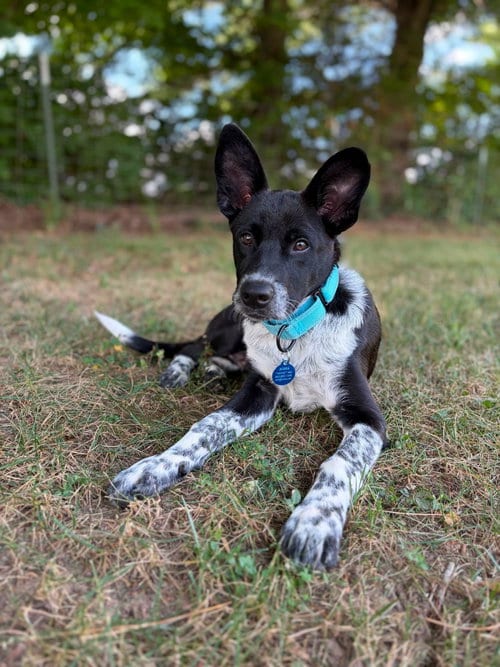 Photo of Sam, adoptable Australian Cattle Dog/Blue Heeler in Highland, Illinois