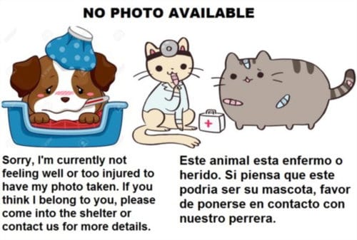 Photo of Vicky, adoptable Pit Bull Terrier in Los Angeles, California