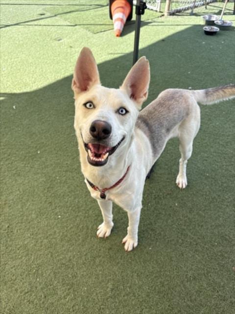 Photo of Odin, adoptable Siberian Husky in Los Angeles, California