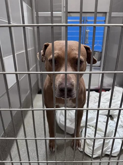 Photo of Butterscotch, adoptable Pit Bull Terrier in Las Vegas, Nevada