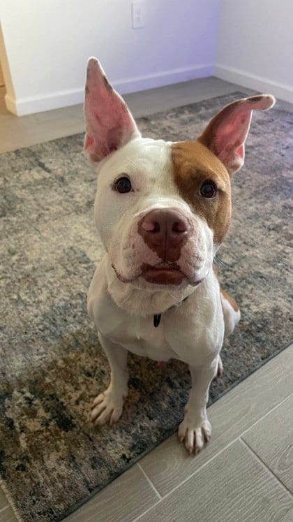 Photo of Big Dog Butters, adoptable American Bulldog in Inverness, Florida