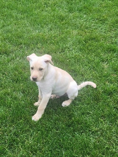 Photo of Fozzie, adoptable Labrador Retriever in Genesee, Wisconsin