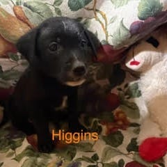 Photo of Higgins, adoptable Cattle Dog / Mix in Boonville, Missouri