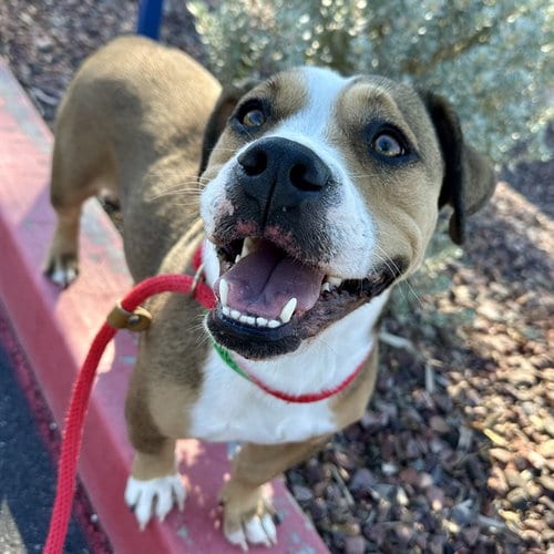 Photo of Pumpkin, adoptable American Pit Bull Terrier in Mesa, Arizona