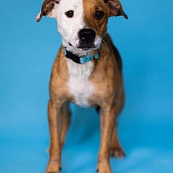 Photo of Patches, adoptable Hound (Unknown Type) in Pegram, Tennessee