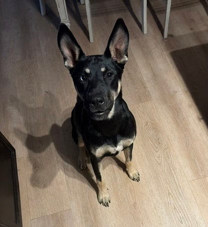 Photo of Kira, adoptable German Shepherd Dog in Rocky Point, North Carolina