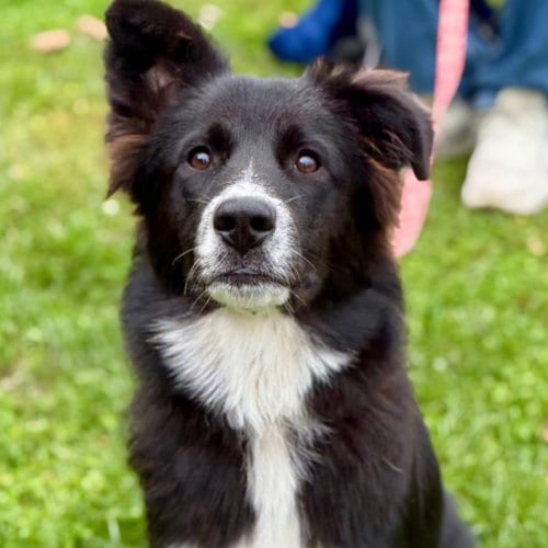 Photo of Rowdy, adoptable Border Collie in Canton, Connecticut