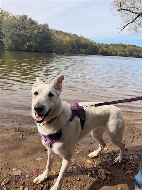 Photo of Chia, adoptable German Shepherd Dog in Derwood, Maryland