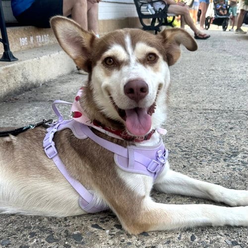 Photo of Fern, adoptable Siberian Husky in Charlotte, North Carolina