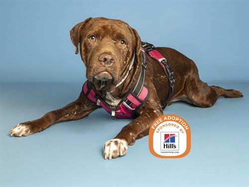 Photo of Axel, adoptable American Pit Bull Terrier in Phoenix, Arizona