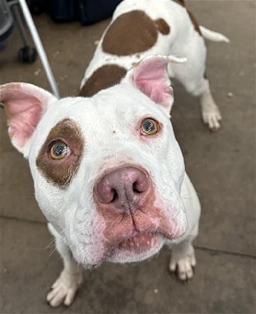 Photo of Hades, adoptable Mixed Breed