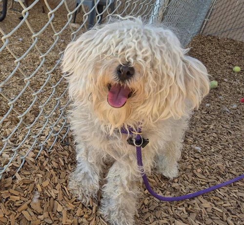 Photo of Leo, adoptable Poodle (Miniature) in Albuquerque, New Mexico