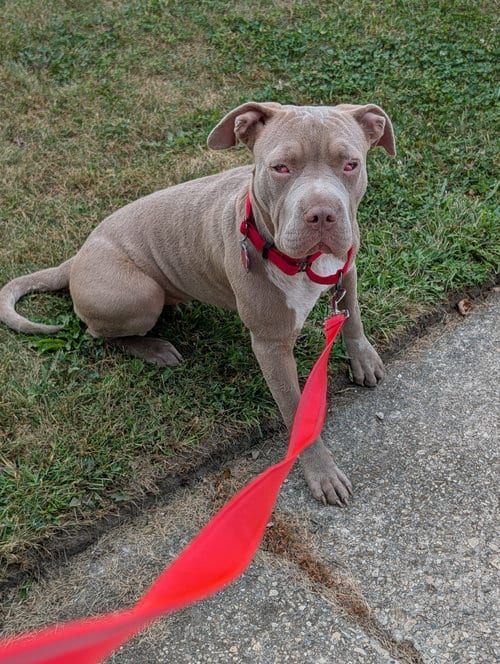 Photo of Rori, adoptable Pit Bull Terrier in Crete, Illinois