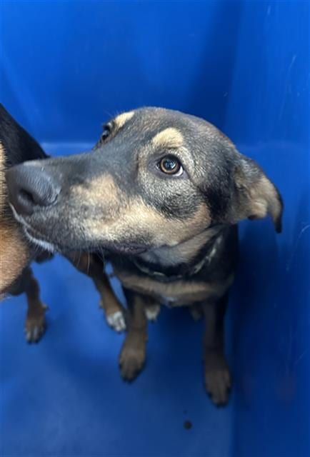 Photo of Garnet, adoptable Mixed Breed