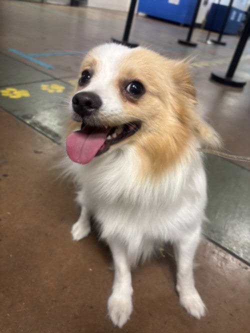 Photo of Tember, adoptable Pomeranian in Van Nuys, California