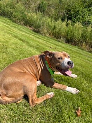Photo of Rosie, adoptable dog in Atlanta, Georgia
