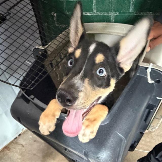 Photo of Gretchen, adoptable Alaskan Husky in Salem, Massachusetts