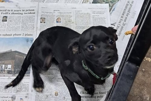 Photo of Raven, adoptable Chihuahua in Mukwonago, Wisconsin