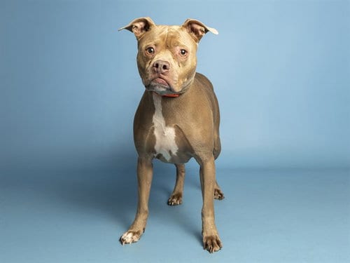 Photo of Margaret, adoptable American Pit Bull Terrier in Phoenix, Arizona