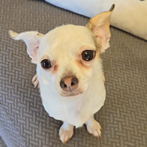 Photo of Nebula, adoptable Chihuahua in Normal, Illinois