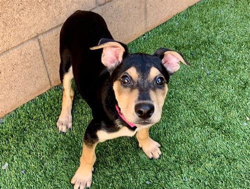 Photo of Belle, adoptable Labrador Retriever in Moreno Valley, California