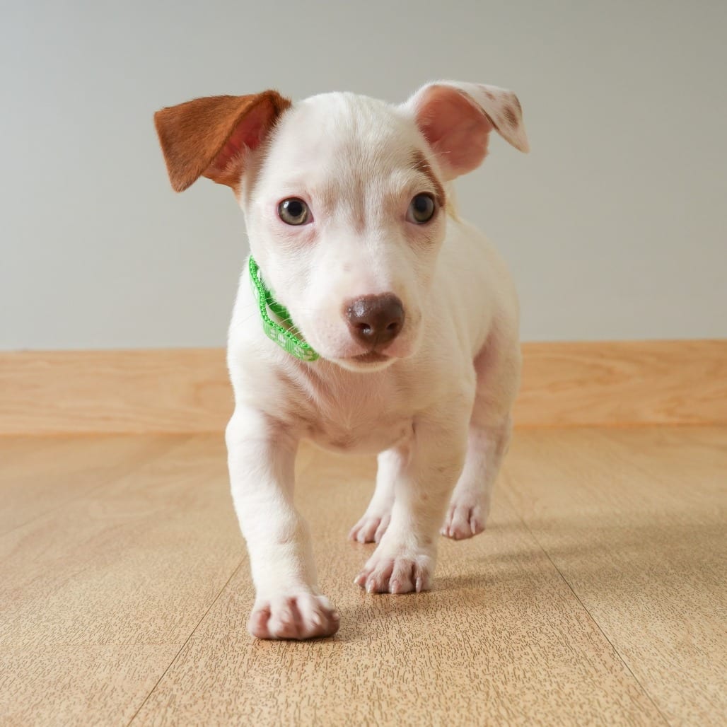 Photo of Rey D71431, adoptable Terrier, Jack Russell / Poodle, Miniature in Minnesota, Minnesota
