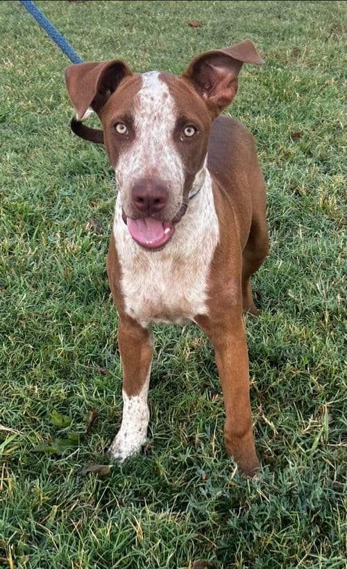 Photo of Cooper, adoptable Hound in Pryor, Oklahoma