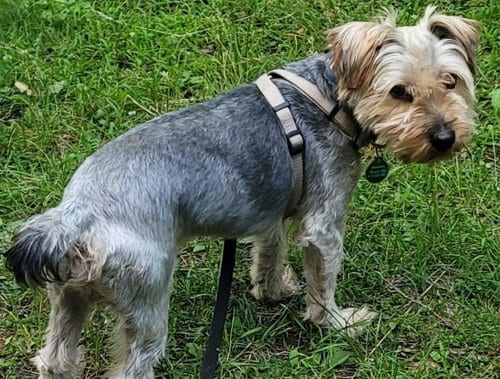 Photo of Michael, adoptable Yorkshire Terrier Yorkie in St. Louis Park, Minnesota