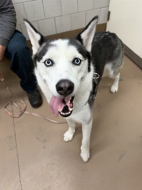 Photo of Nala, adoptable Siberian Husky in Chicago, Illinois