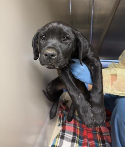 Photo of Lulu, adoptable Cane Corso Mastiff in Riverside, California