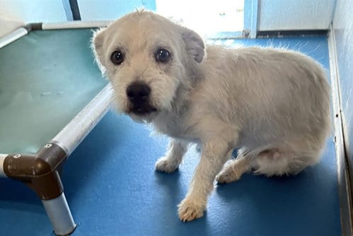 Photo of A171887, adoptable Terrier in Bakersfield, California