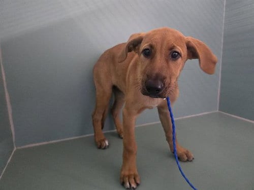 Photo of Lucille, adoptable Redbone Coonhound in Camarillo, California