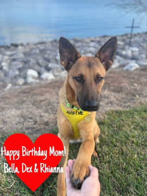 Photo of Angus, adoptable German Shepherd Dog in San Leon, Texas