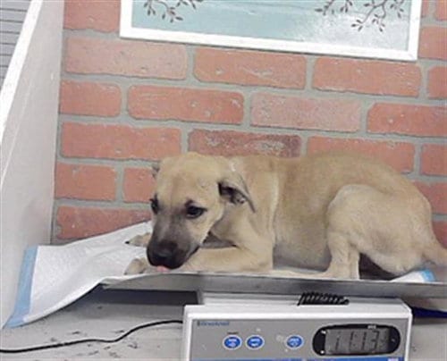 Photo of A2098588, adoptable Staffordshire Bull Terrier in Houston, Texas