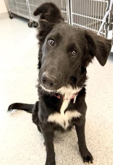 Photo of Sheba, adoptable Border Collie in Houston, Texas