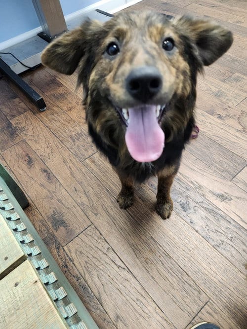Photo of Sargennt, adoptable Shepherd in Hartselle, Alabama